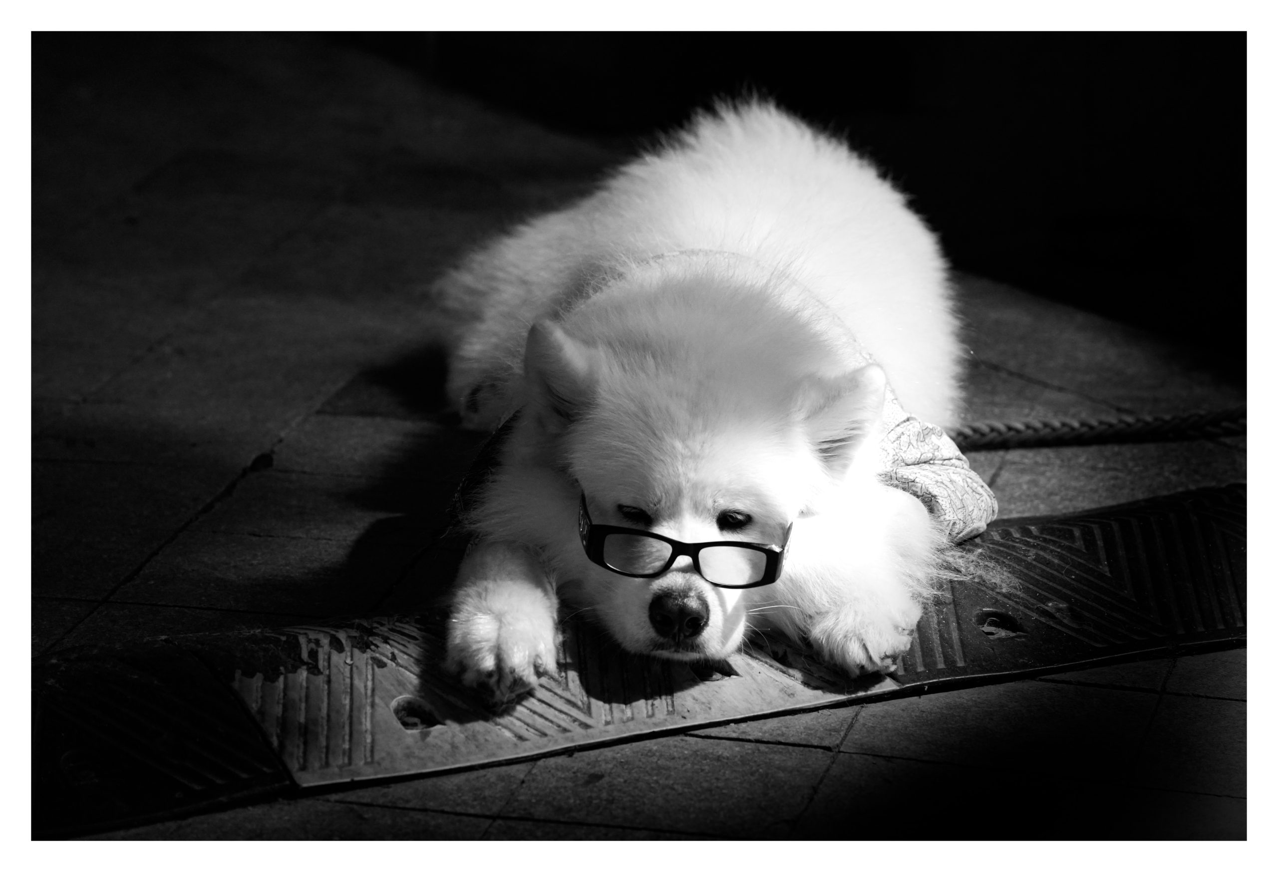 路边幸福的小狗