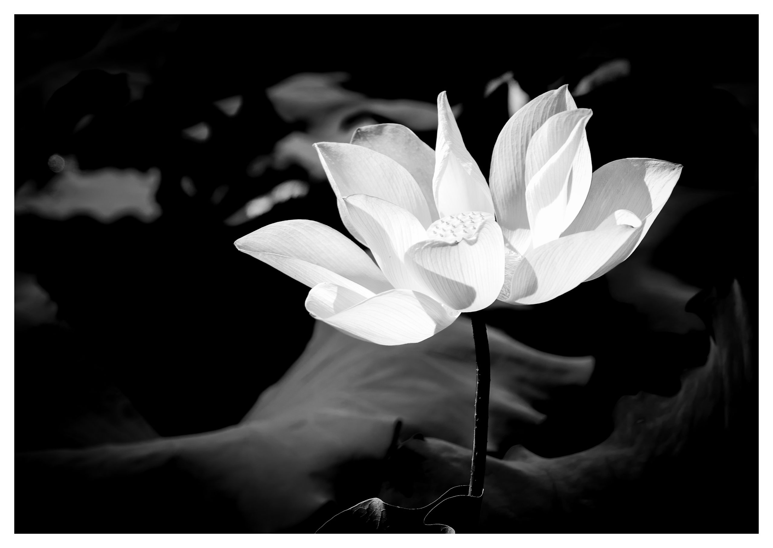 泉州东湖公园荷花已基本结束